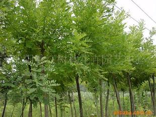 苗木基地直供工程綠化苗垂槐 國(guó)槐,金絲柳等花卉苗木