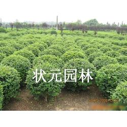 小葉女貞批發(fā) 小葉女貞供應(yīng) 小葉女貞廠家 