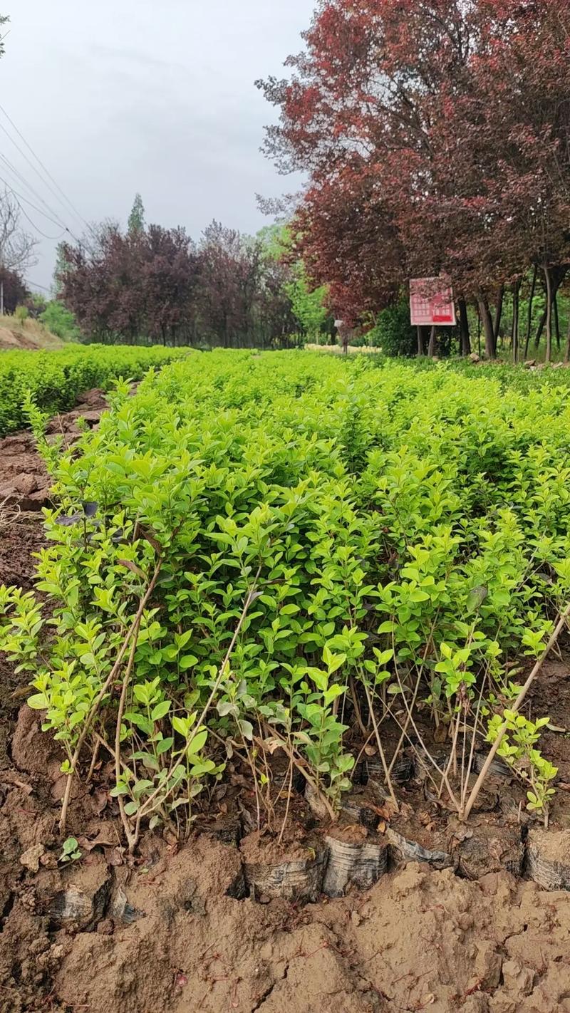 苗木種植基地 #記錄我的種植生活 營(yíng)養(yǎng)缽金葉女貞15萬棵,