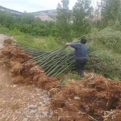 主營(yíng)產(chǎn)品:花卉租擺、工廠綠化工程、各種綠化苗木、花卉基地直銷