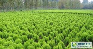 苗木-花木、柏球、花柏球、蜀檜球、大葉黃楊_農副產品_世界工廠網中國產品信息庫