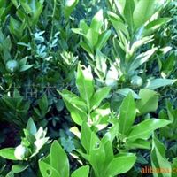 核桃苗,梨苗,獼猴桃苗四川 廣元 蒼溪蒼溪縣常生苗木藥材開發(fā)有限責任公司產(chǎn)品供應第1頁