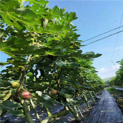 新聞 成都金奧芬無花果 一公分無花果樹苗供應產(chǎn)品基地