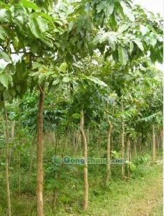 供應大葉紫薇-直銷大葉紫薇-低價大葉紫薇-苗木批發(fā)大葉紫薇_農(nóng)副產(chǎn)品_世界工廠網(wǎng)中國產(chǎn)品信息庫