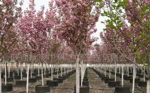 供應容器苗木 櫻花 紫薇_農(nóng)副產(chǎn)品_世界工廠網(wǎng)中國產(chǎn)品信息庫