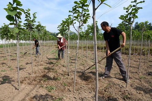 南召縣產(chǎn)業(yè)扶貧 立體化 布局 群眾致富有 良方