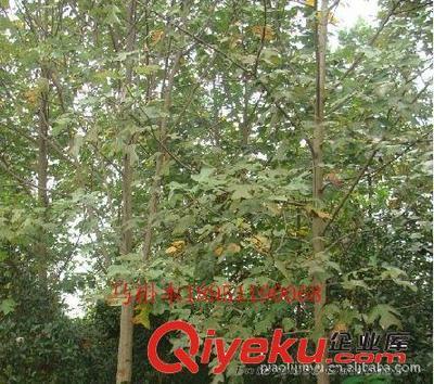 廠家專業(yè)供應馬褂木等綠化苗木(圖)-沭陽縣威宇花木銷售中心提供廠家專業(yè)供應馬褂木等綠化苗木(圖)的相關(guān)介紹、產(chǎn)品、服務(wù)、圖片、價格沭陽縣威宇花木銷售中心、金葉女貞;紅葉小檗;小龍柏;地柏;灑金柏;南天竹;迎春;連翹;月季花;紅王子錦帶;水臘;劍麻;金娃娃萱草;玉簪;鳶尾;棣棠;繡線菊;紅瑞木;紫荊;紫薇等綠化苗木