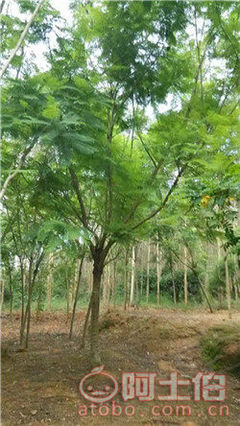 【四川藍花楹開花基地直銷,漳州藍花楹基地供應價格】綠化苗木,價格,廠家,供應商,花木,漳浦縣閩龍花卉種植園 - 產(chǎn)品庫