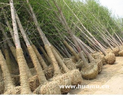 銀杏-江蘇省沭陽縣景苑園林綠化園藝場苗木產品