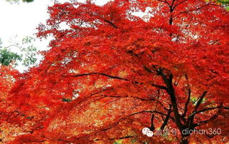 綠城集團(tuán)園林軟景苗木圖譜 全套
