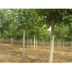 重慶軒華綠化苗木基地