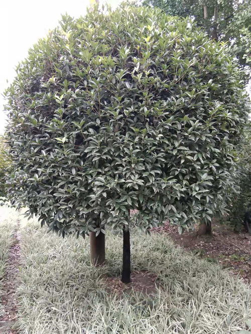 【八月桂種植基地批發價出售】- 