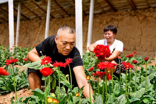 花木逢春產業興 南陽市花卉苗木產業發展探析