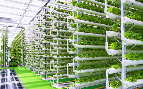 菜農的黃昏 數字農業時代下，90%蔬菜將來自工廠化種植