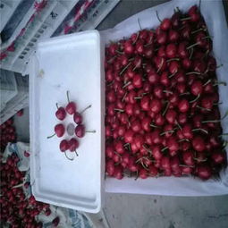 克拉瑪依市矮化櫻桃苗低價(jià)熱銷，品質(zhì)保障助力林業(yè)種植