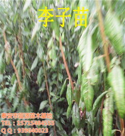 四川留源苗木基地 優質李子苗新品種與高清圖片鑒賞