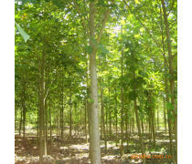 軒都苗木基地直銷優質馬褂木（鵝掌楸）樹苗，量大優惠，綠化優選
